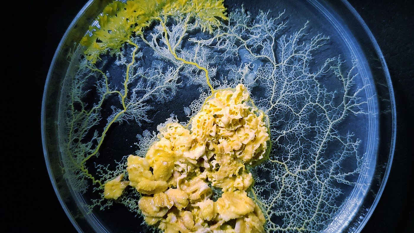 Blob jaune qui étend un réseau de filaments dans une boîte de Petri à partir d'un tas de flocons d'avoine